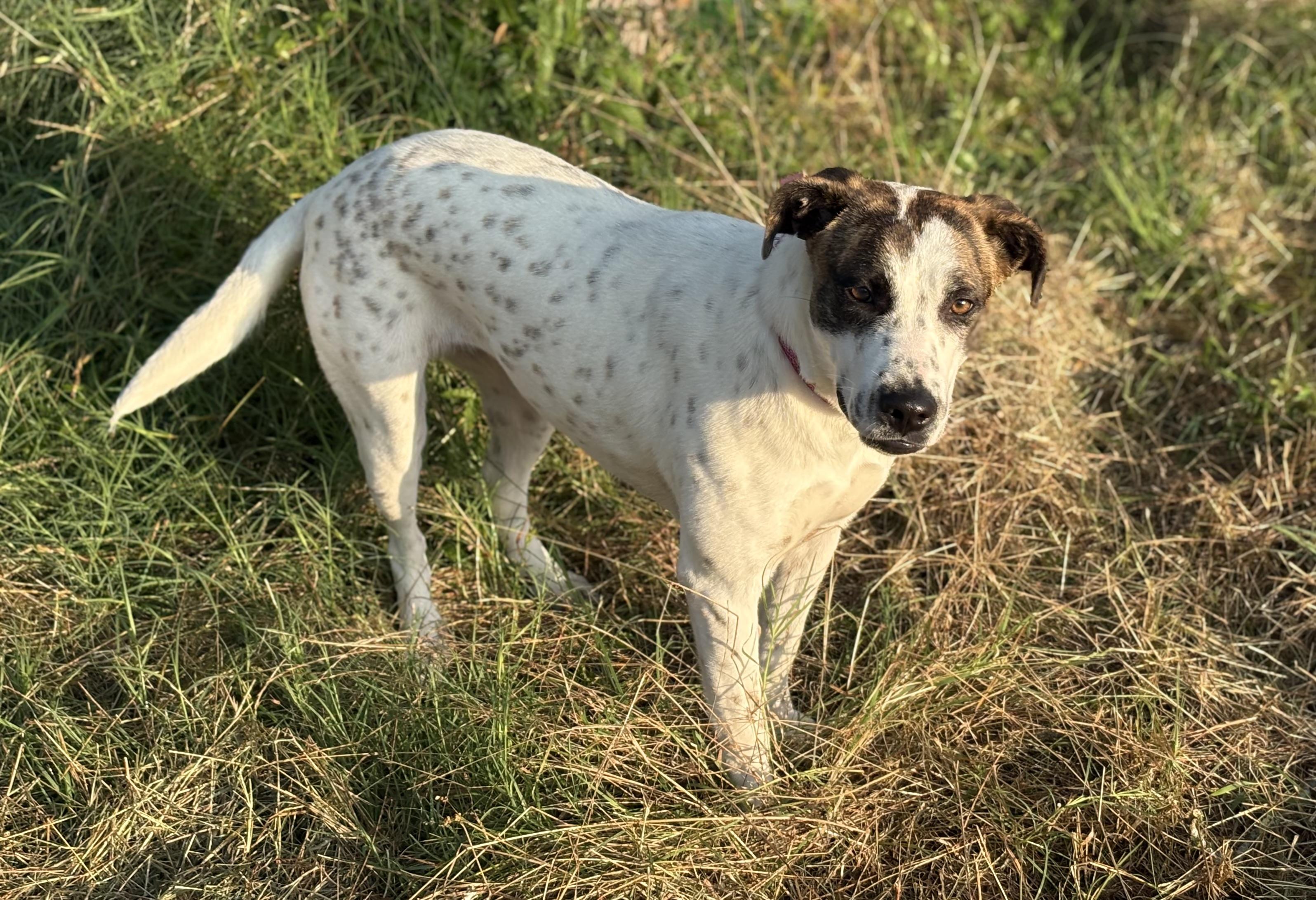Angie, a Adoptable mixed breed in Madisonville, TX image 2/4