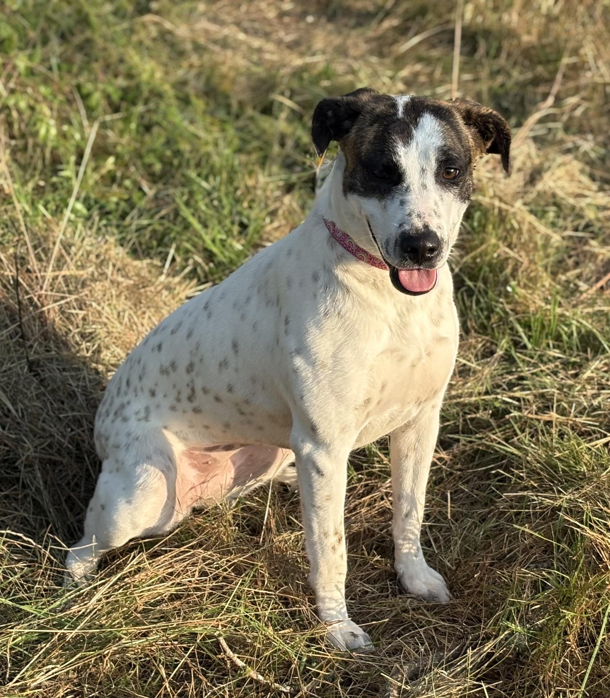 Angie, a Adoptable mixed breed in Madisonville, TX image 1/4