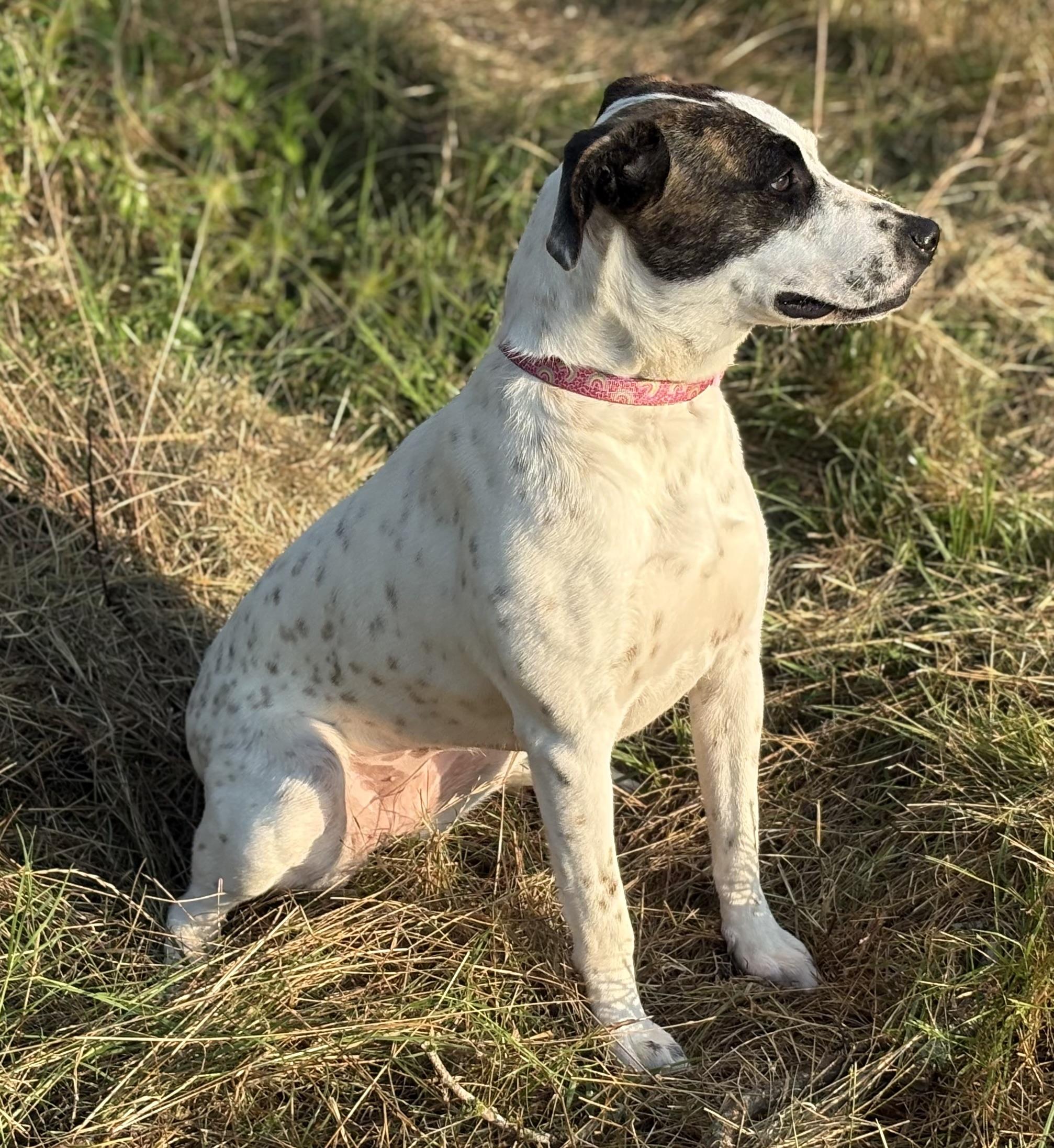 Angie, a Adoptable mixed breed in Madisonville, TX image 4/4