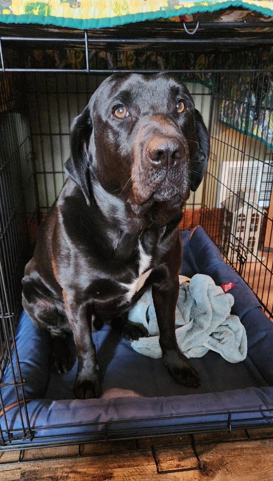 Enlarge Smokey, a ADOPTABLE Black Labrador Retriever in Indianapolis, IN image 3/3