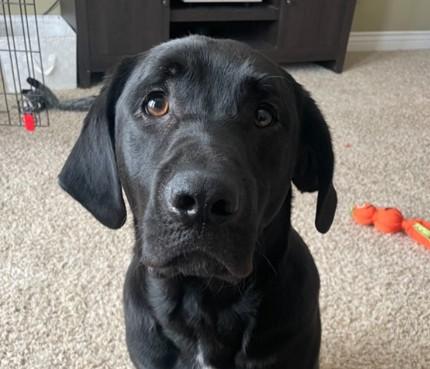 Smokey, ADOPTABLE, Young Male Black Labrador Retriever.