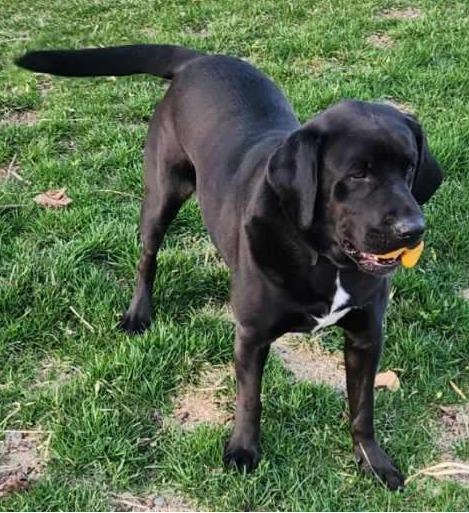 Enlarge Smokey, a ADOPTABLE Black Labrador Retriever in Indianapolis, IN image 2/3