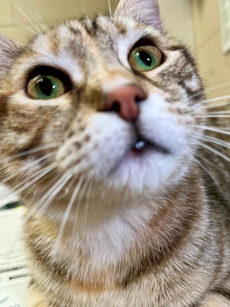 Enlarge LATTE, a Adopted mixed breed in Wintersville, OH image 2/2