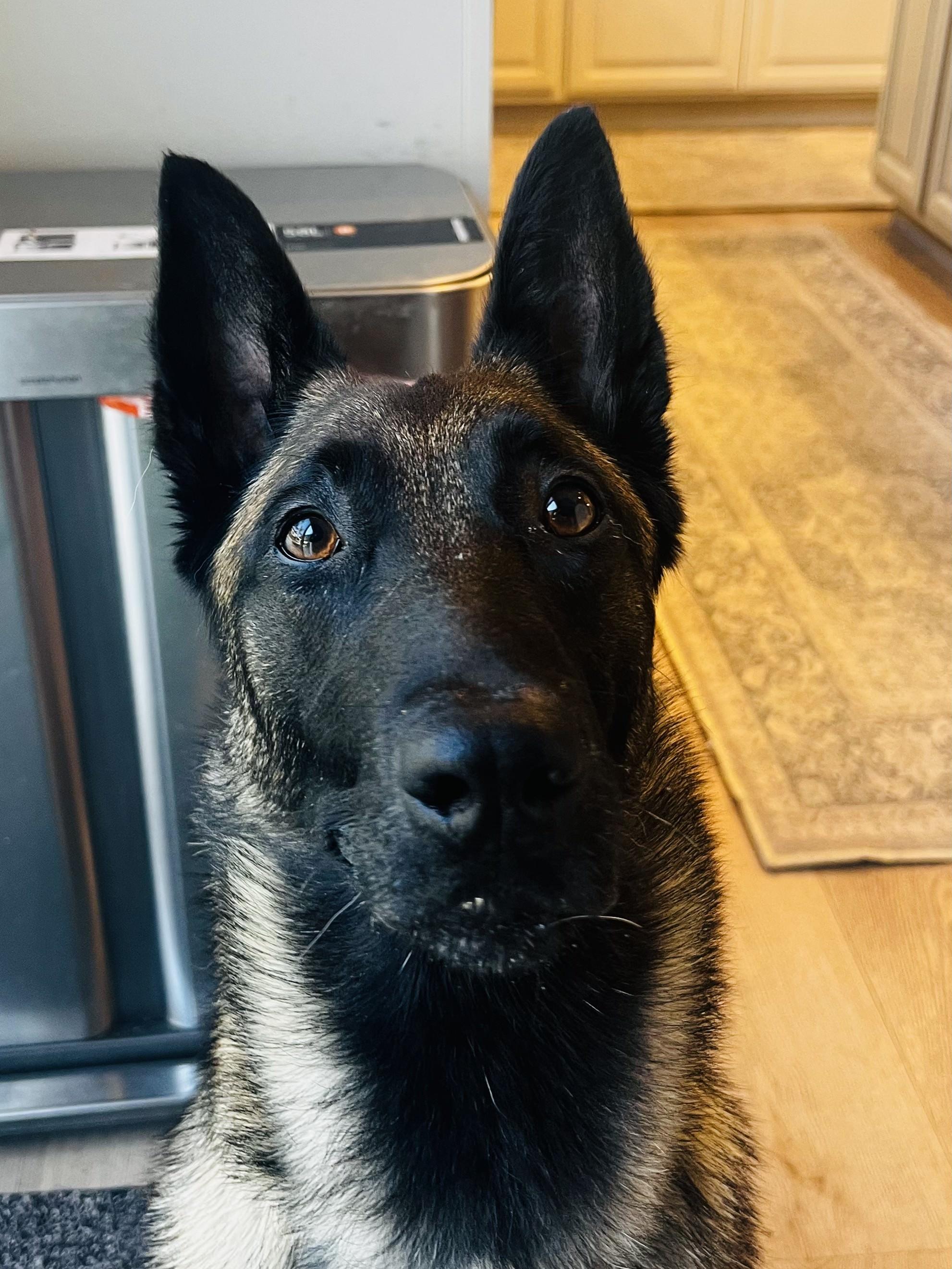 Enlarge Keela, a Adoptable Belgian Shepherd / Malinois in Discovery Bay, CA image 1/3