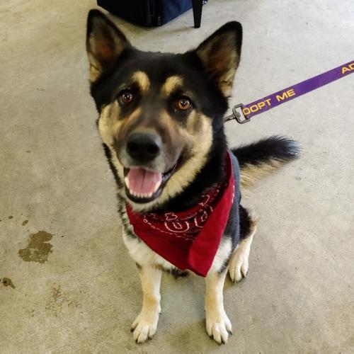Selene, Adopted, Adult Female Siberian Husky & German Shepherd Dog.