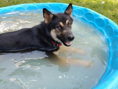 Enlarge Selene, a Adopted mixed breed in Snow Camp, NC image 2/4