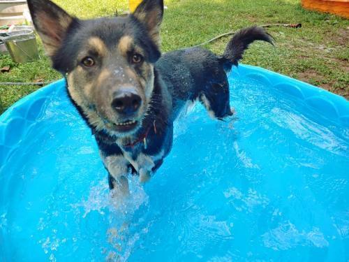Enlarge Selene, a Adopted mixed breed in Snow Camp, NC image 3/4