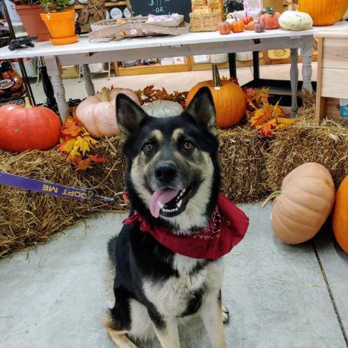 Enlarge Selene, a Adopted mixed breed in Snow Camp, NC image 4/4