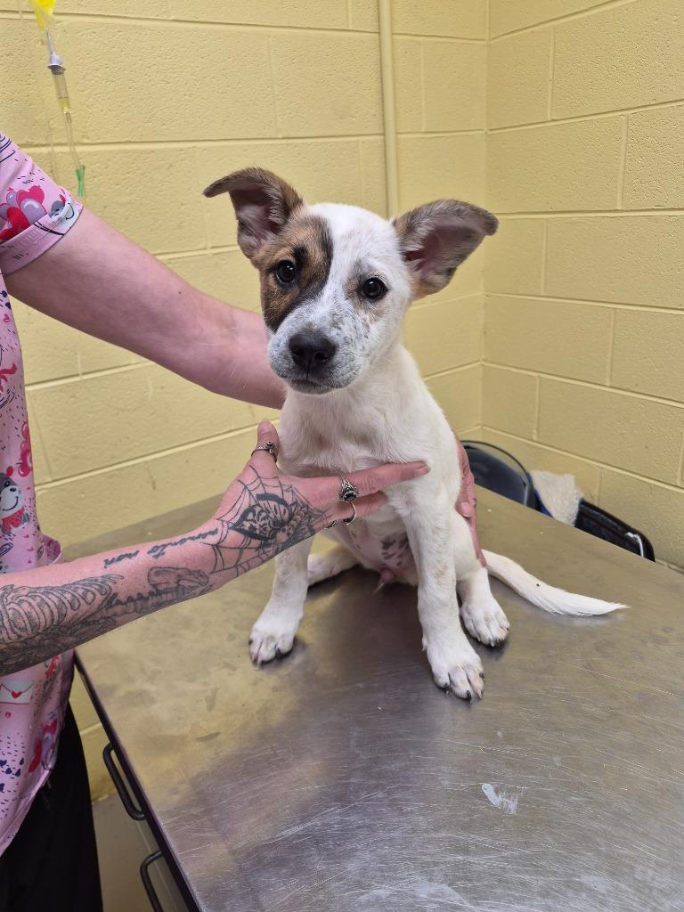 SPRINKLES, Adopted, Puppy Female Cattle Dog & Mixed Breed.