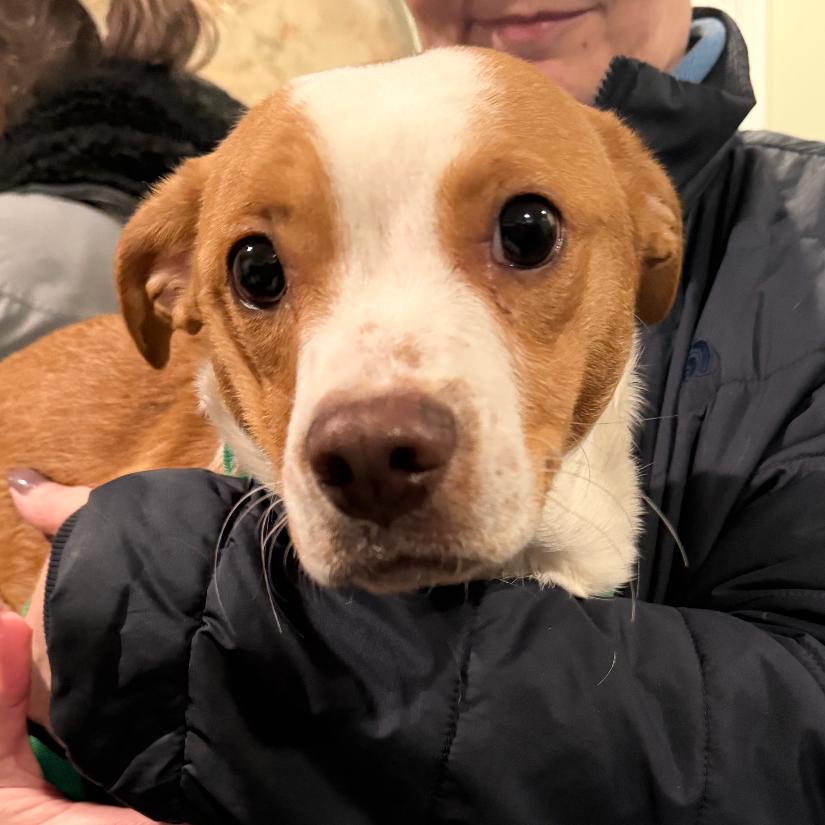 Wacka Flacka Flame, Adoptable, Young Male Mixed Breed.