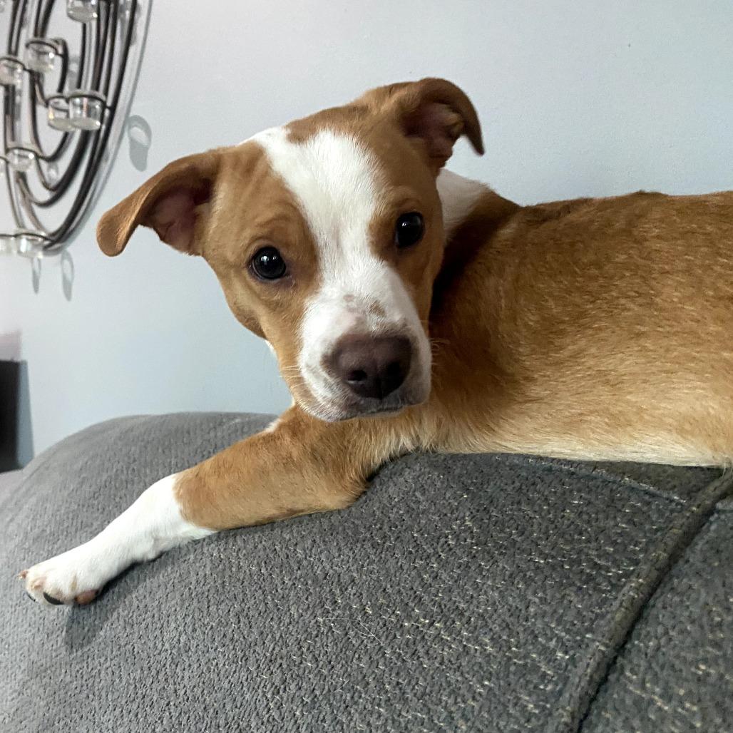 Enlarge Wacka Flacka Flame, a Adoptable Mixed Breed in Rockville, MD image 2/5