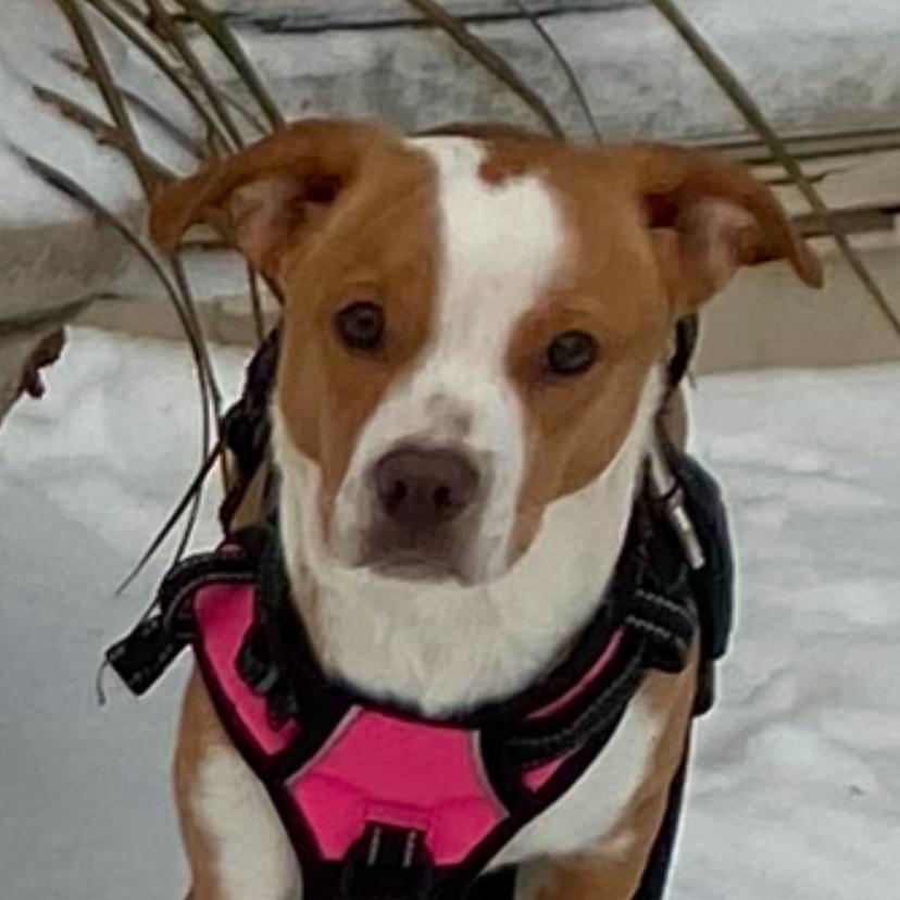 Enlarge Wacka Flacka Flame, a Adoptable Mixed Breed in Rockville, MD image 3/5