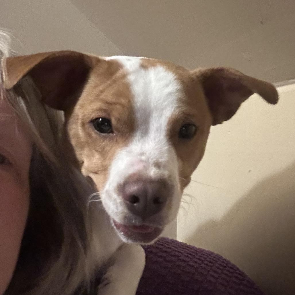 Enlarge Wacka Flacka Flame, a Adoptable Mixed Breed in Rockville, MD image 4/5