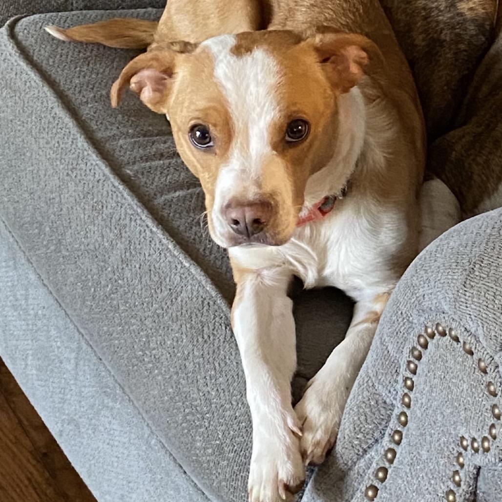 Enlarge Piper, a Adoptable Mixed Breed in Rockville, MD image 6/6