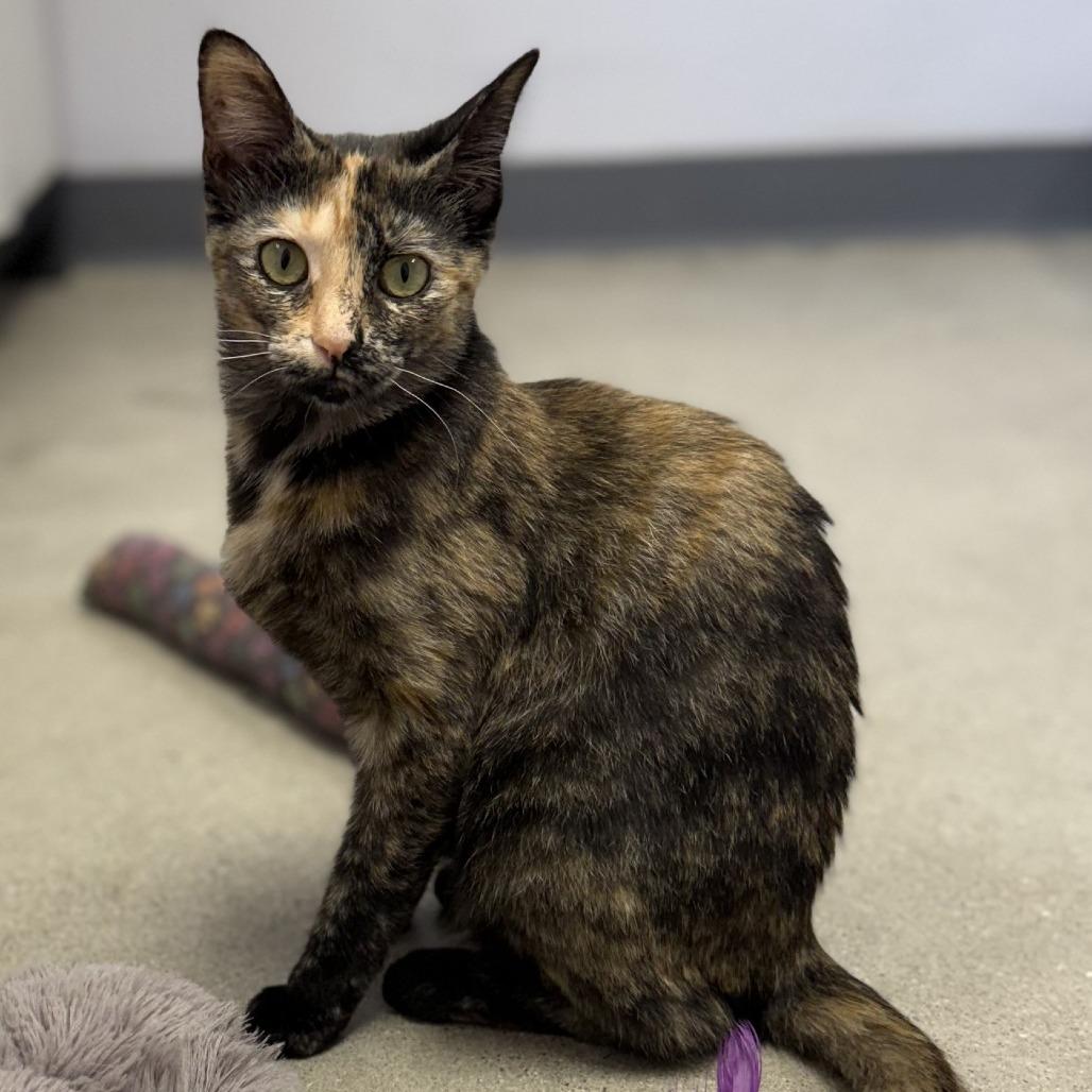 Speckles, Adoptable, Young Female Domestic Short Hair.