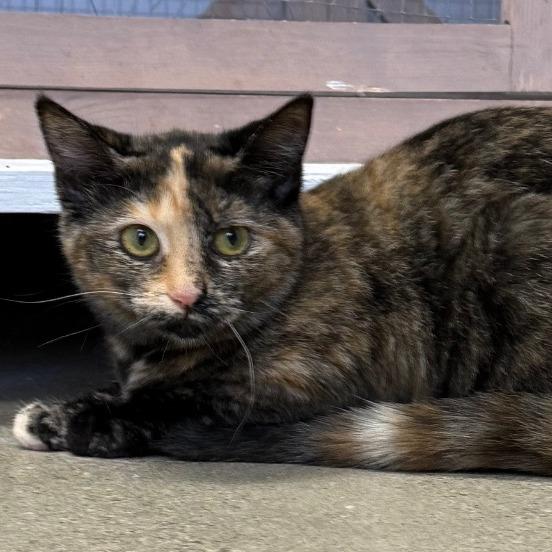 Enlarge Speckles, a Adoptable Domestic Short Hair in Archbold , OH image 2/2