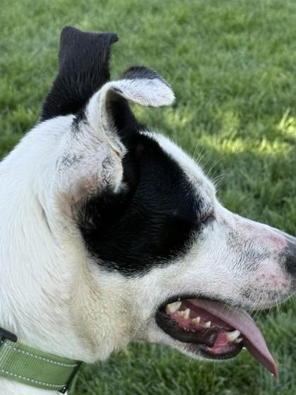Enlarge Snow White, a Adoptable mixed breed in Hamilton, MT image 3/6