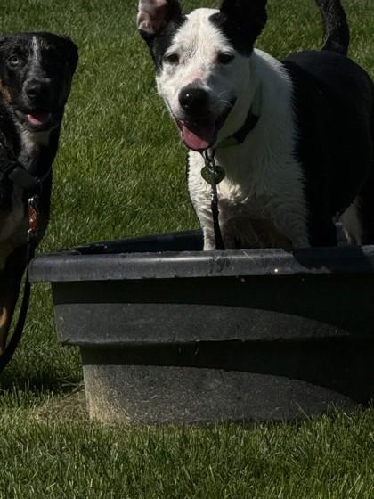Enlarge Snow White, a Adoptable mixed breed in Hamilton, MT image 6/6