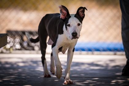 Enlarge Snow White, a Adoptable mixed breed in Hamilton, MT image 2/6
