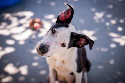 Enlarge Snow White, a Adoptable mixed breed in Hamilton, MT image 1/6