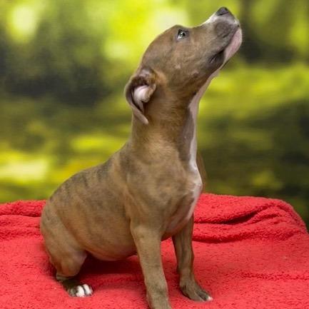 Stella, Adoptable, Puppy Female Terrier & Mixed Breed.