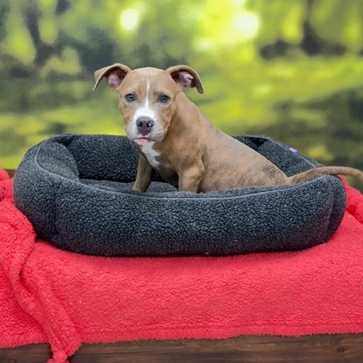 Stella, a Adoptable mixed breed in Auburn, NH image 2/3