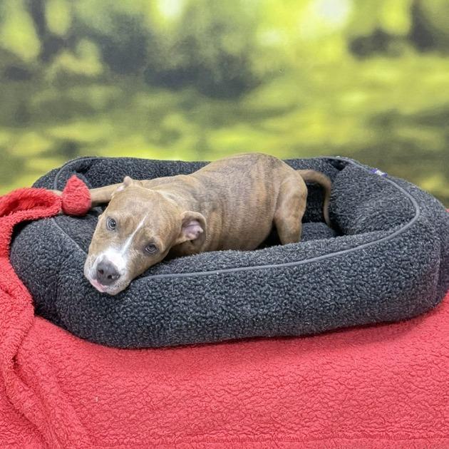 Stella, a Adoptable mixed breed in Auburn, NH image 3/3