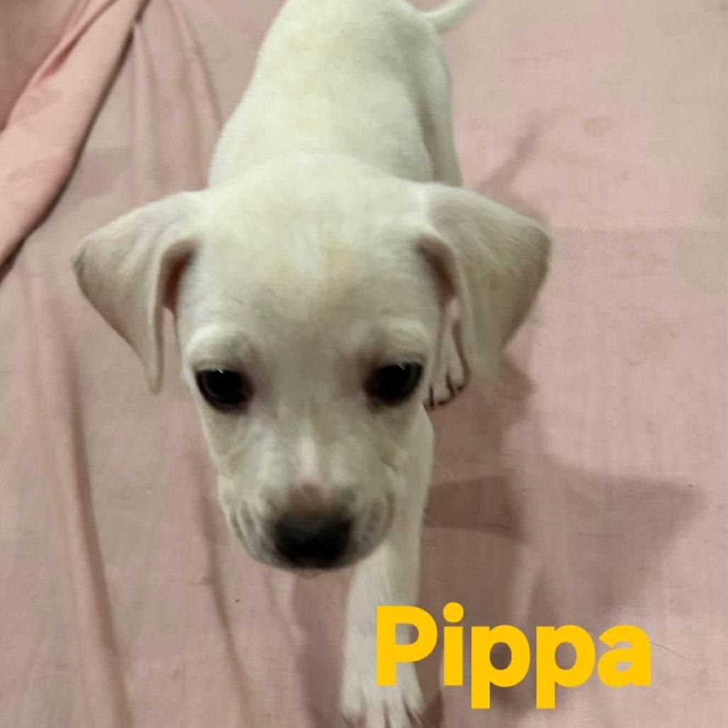 Pippa, Adoptable, Puppy Female Chihuahua.