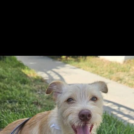 Enlarge CHESTER 2, a Adoptable mixed breed in Langley, BC image 4/4