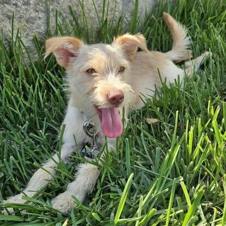 Enlarge CHESTER 2, a Adoptable mixed breed in Langley, BC image 3/4