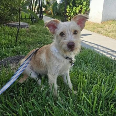CHESTER 2, Adoptable, Puppy Male Schnauzer & Terrier.