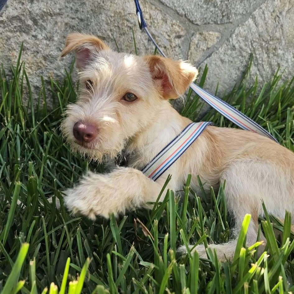 Enlarge CHESTER 2, a Adoptable mixed breed in Langley, BC image 2/4