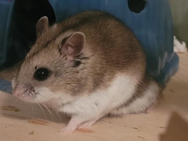 Richie, ADOPTABLE, Adult Male Dwarf Hamster.