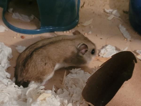 Enlarge Richie, a ADOPTABLE Dwarf Hamster in Auburn, ME image 2/2