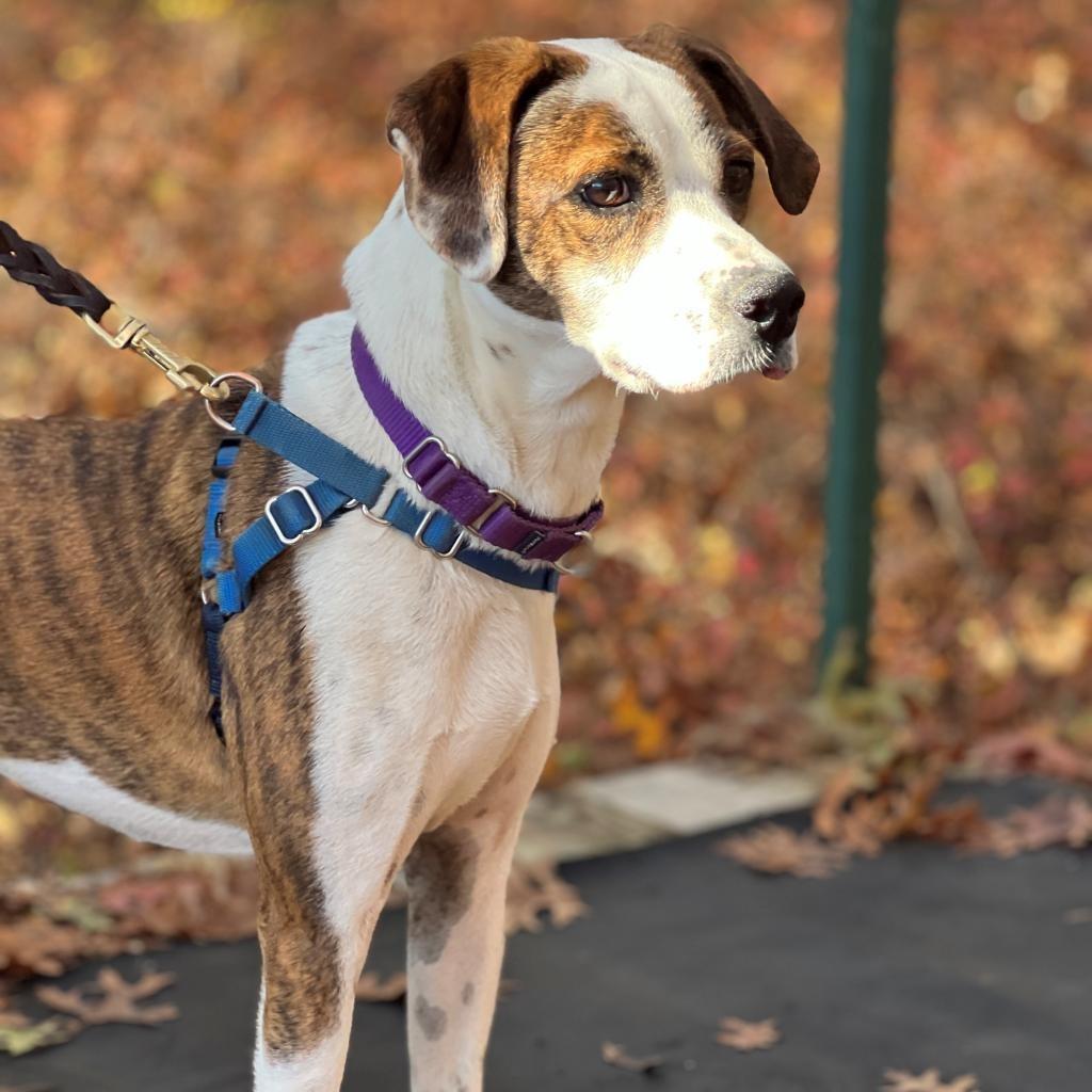 Bo, Adoptable, Adult Male Hound & Mixed Breed.