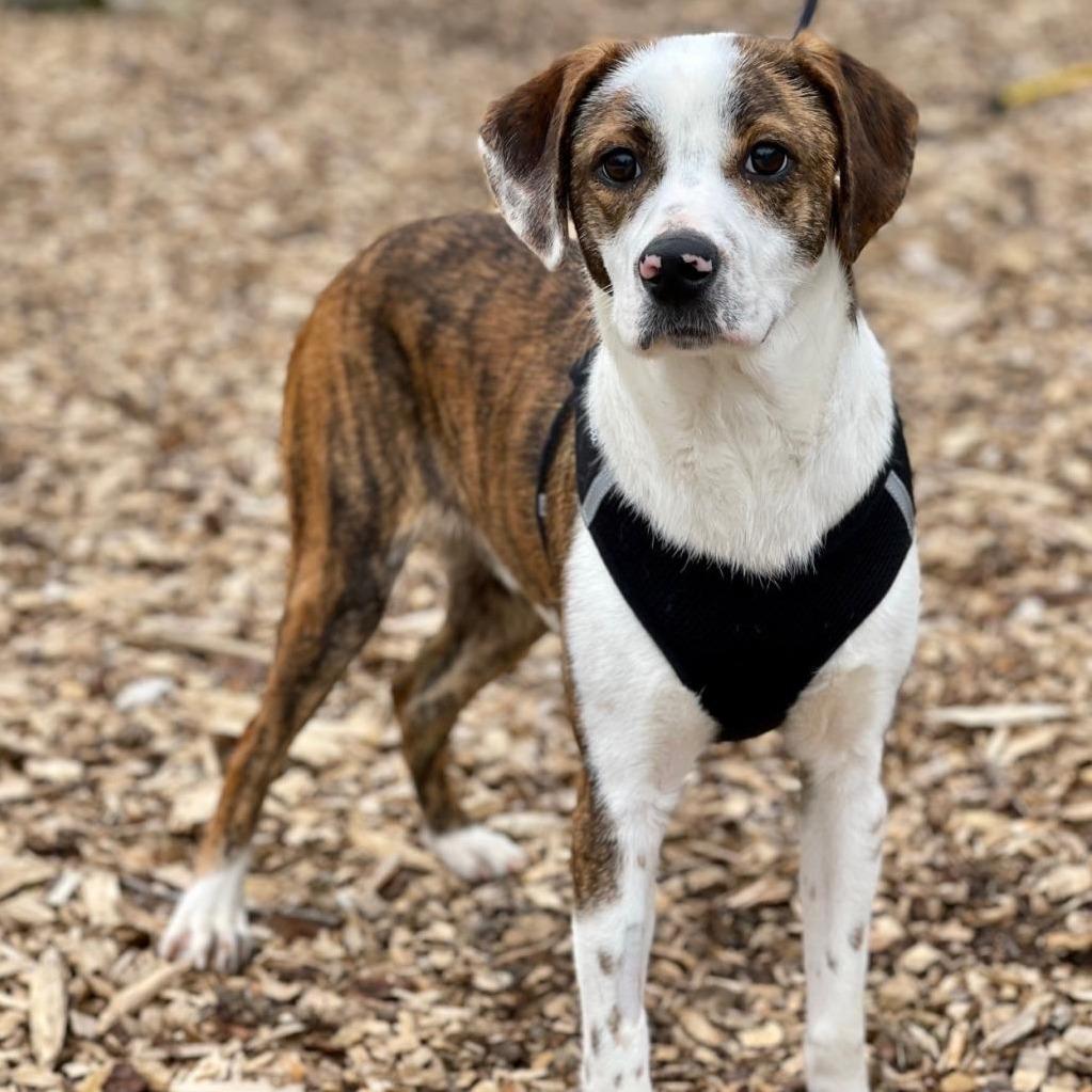 Bo, a Adoptable mixed breed in East Hampton, NY image 2/6