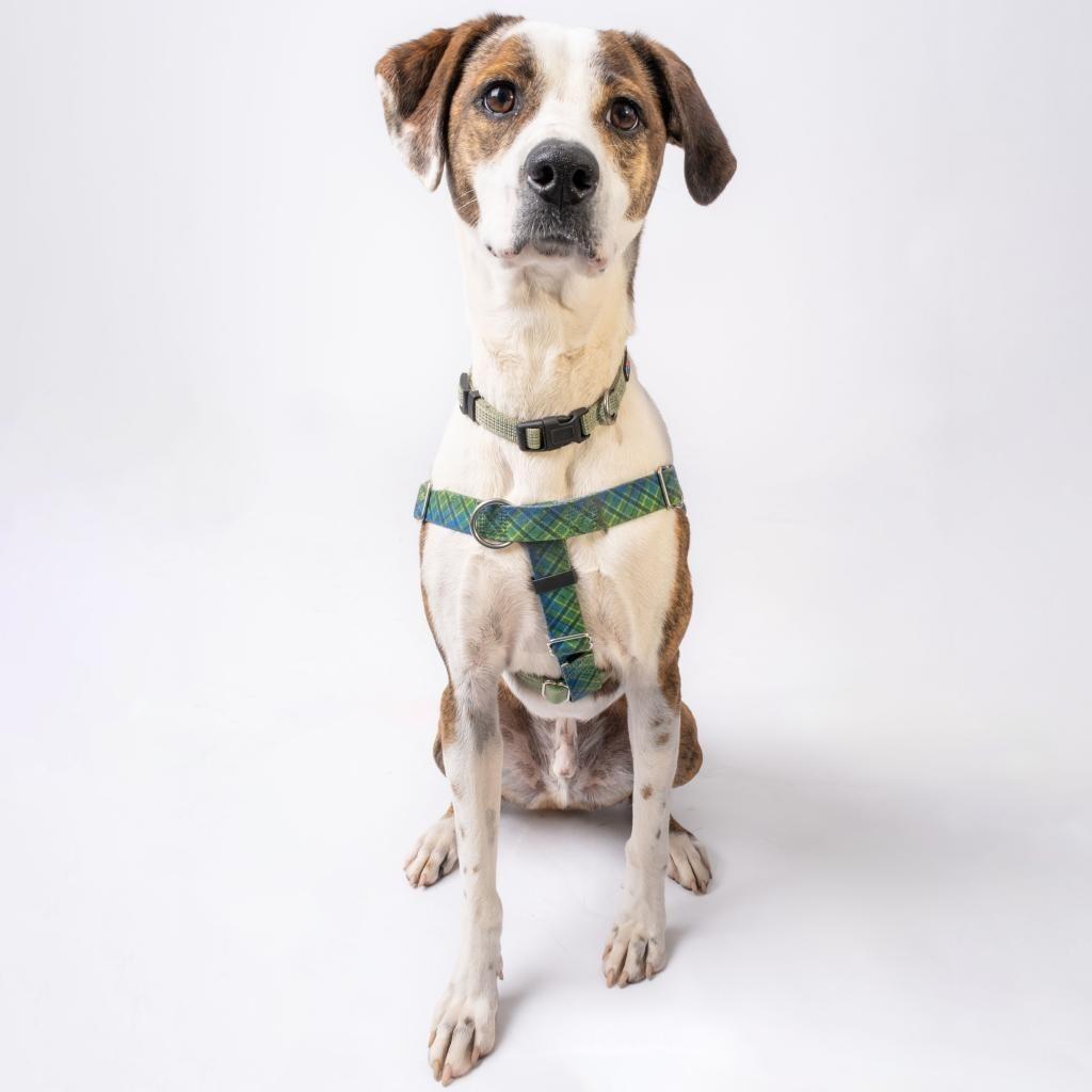 Bo, a Adoptable mixed breed in East Hampton, NY image 3/6