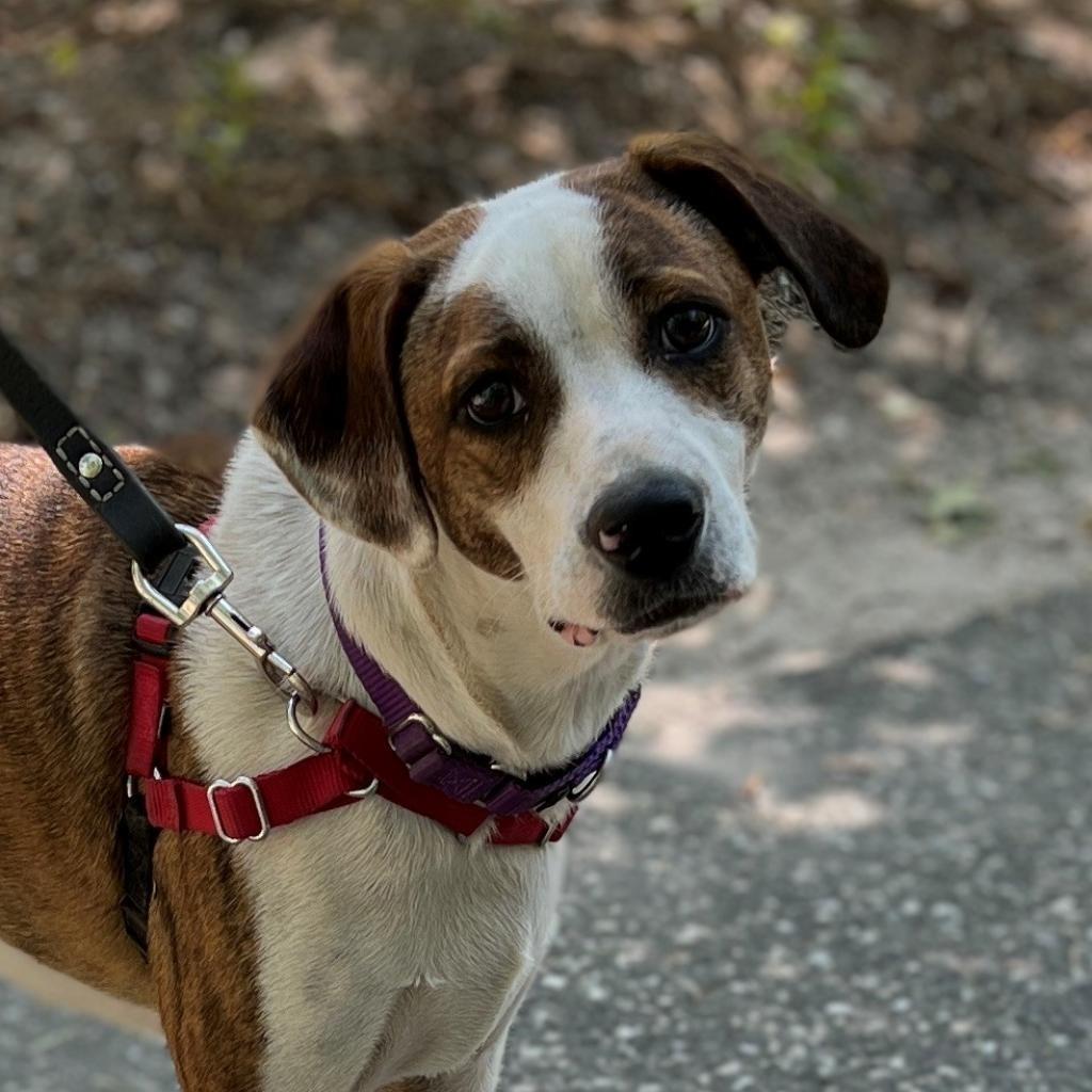 Bo, a Adoptable mixed breed in East Hampton, NY image 4/6