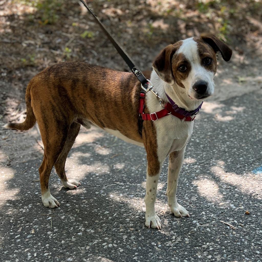 Bo, a Adoptable mixed breed in East Hampton, NY image 5/6