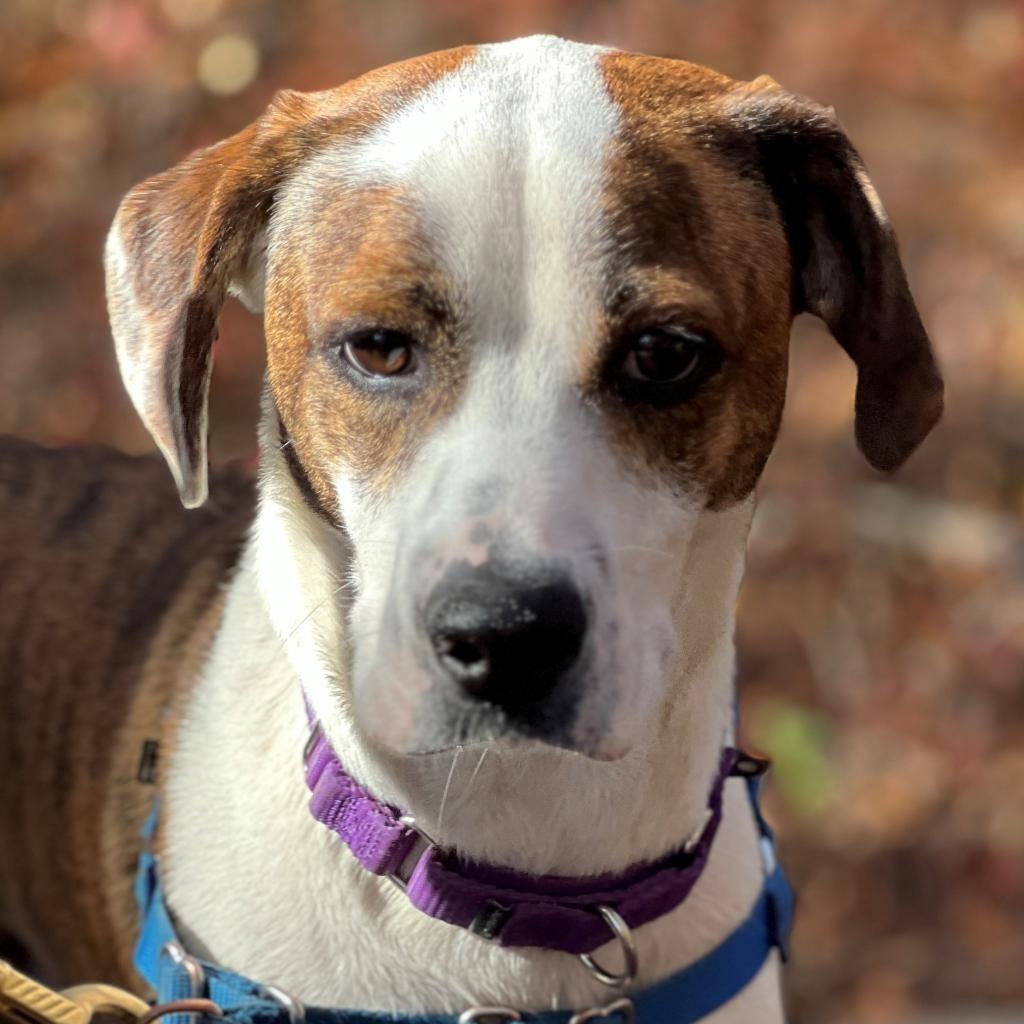 Bo, a Adoptable mixed breed in East Hampton, NY image 6/6