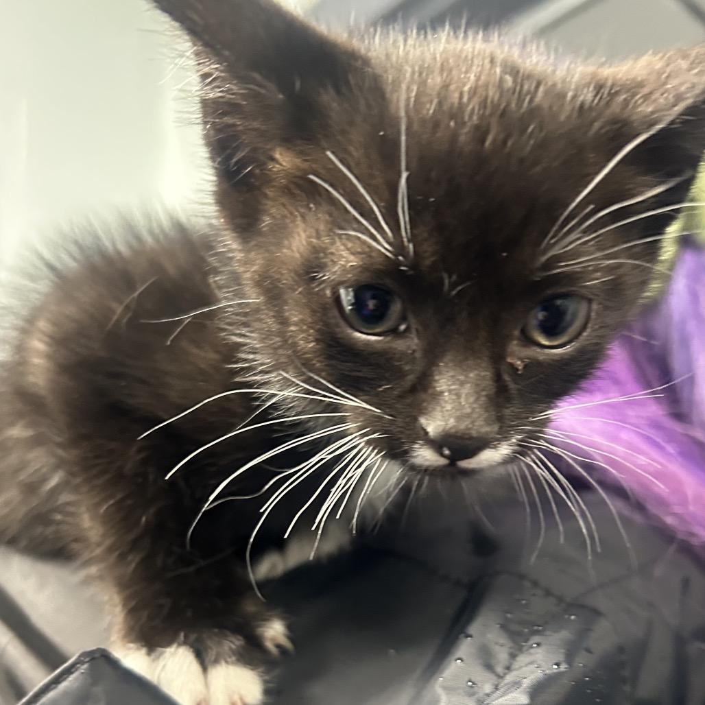Nosferatu, Adoptable, Kitten Male Domestic Short Hair.