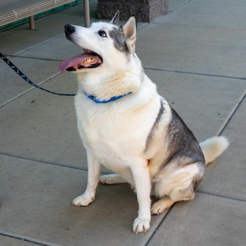 Kodak, Adoptable, Senior Male Husky & Alaskan Malamute.