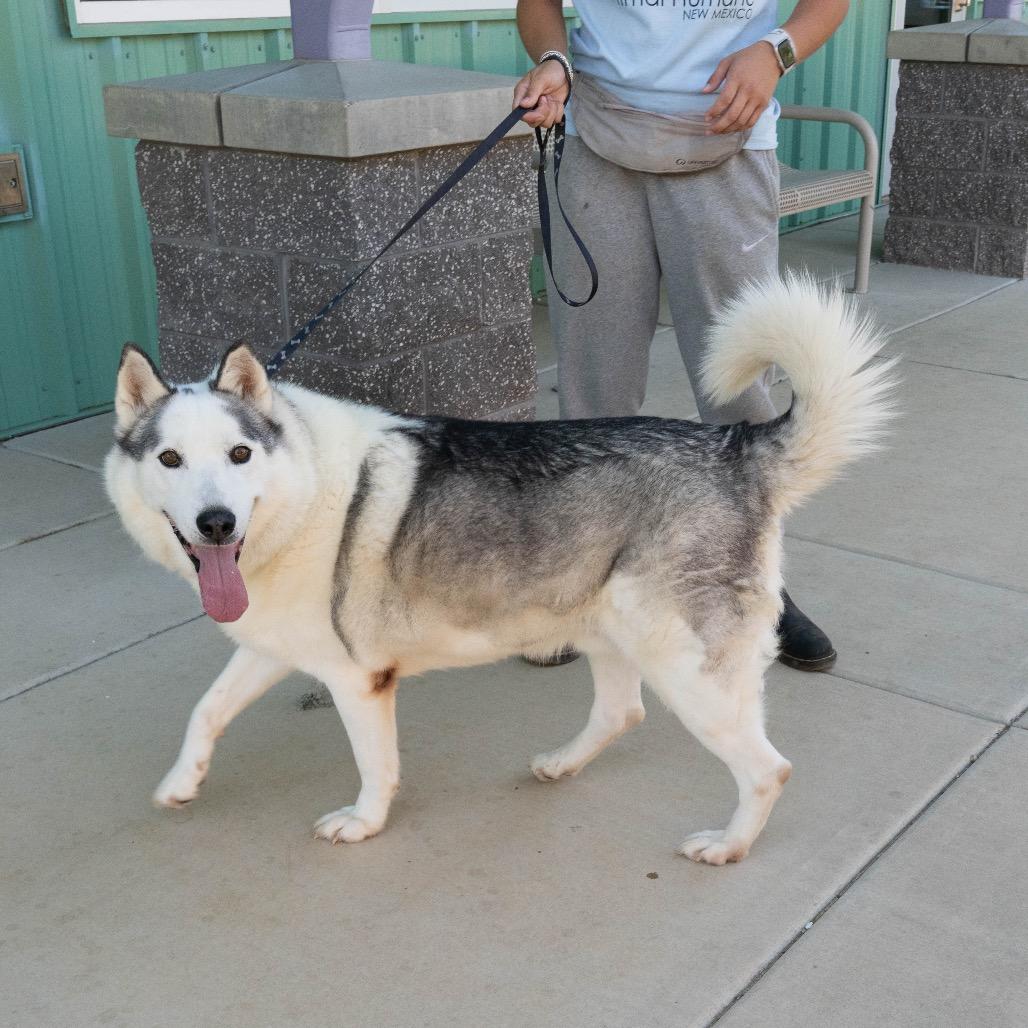 Enlarge Kodak, a Adoptable mixed breed in Albuquerque, NM image 3/6