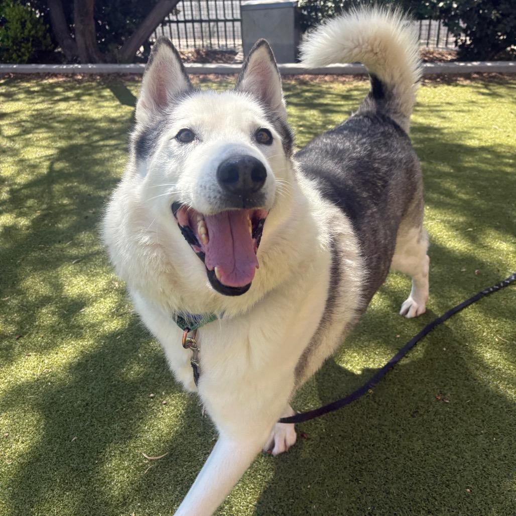 Enlarge Kodak, a Adoptable mixed breed in Albuquerque, NM image 4/6