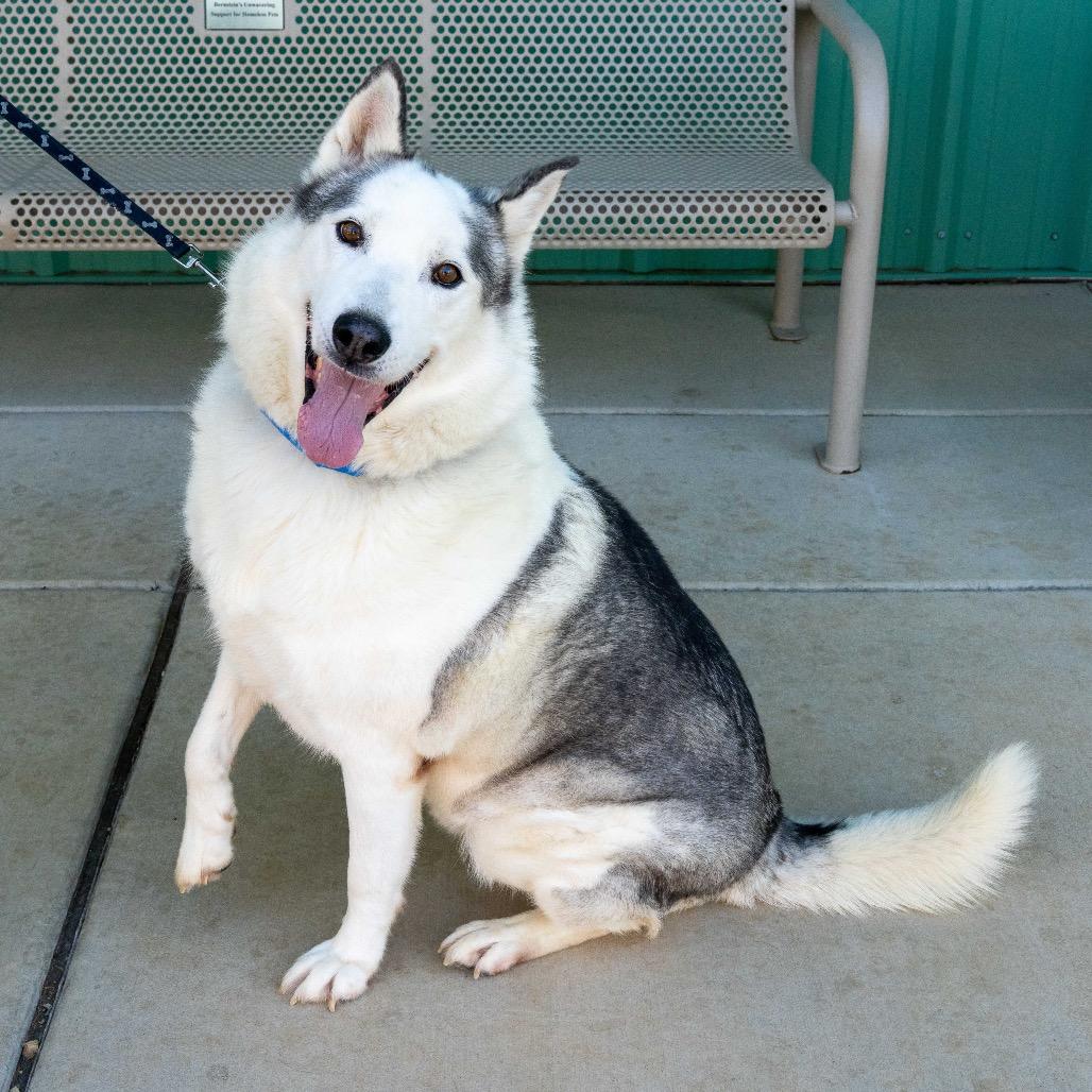 Enlarge Kodak, a Adoptable mixed breed in Albuquerque, NM image 5/6