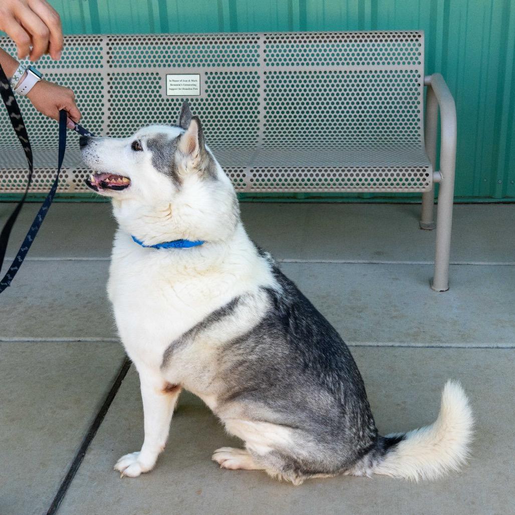 Enlarge Kodak, a Adoptable mixed breed in Albuquerque, NM image 6/6