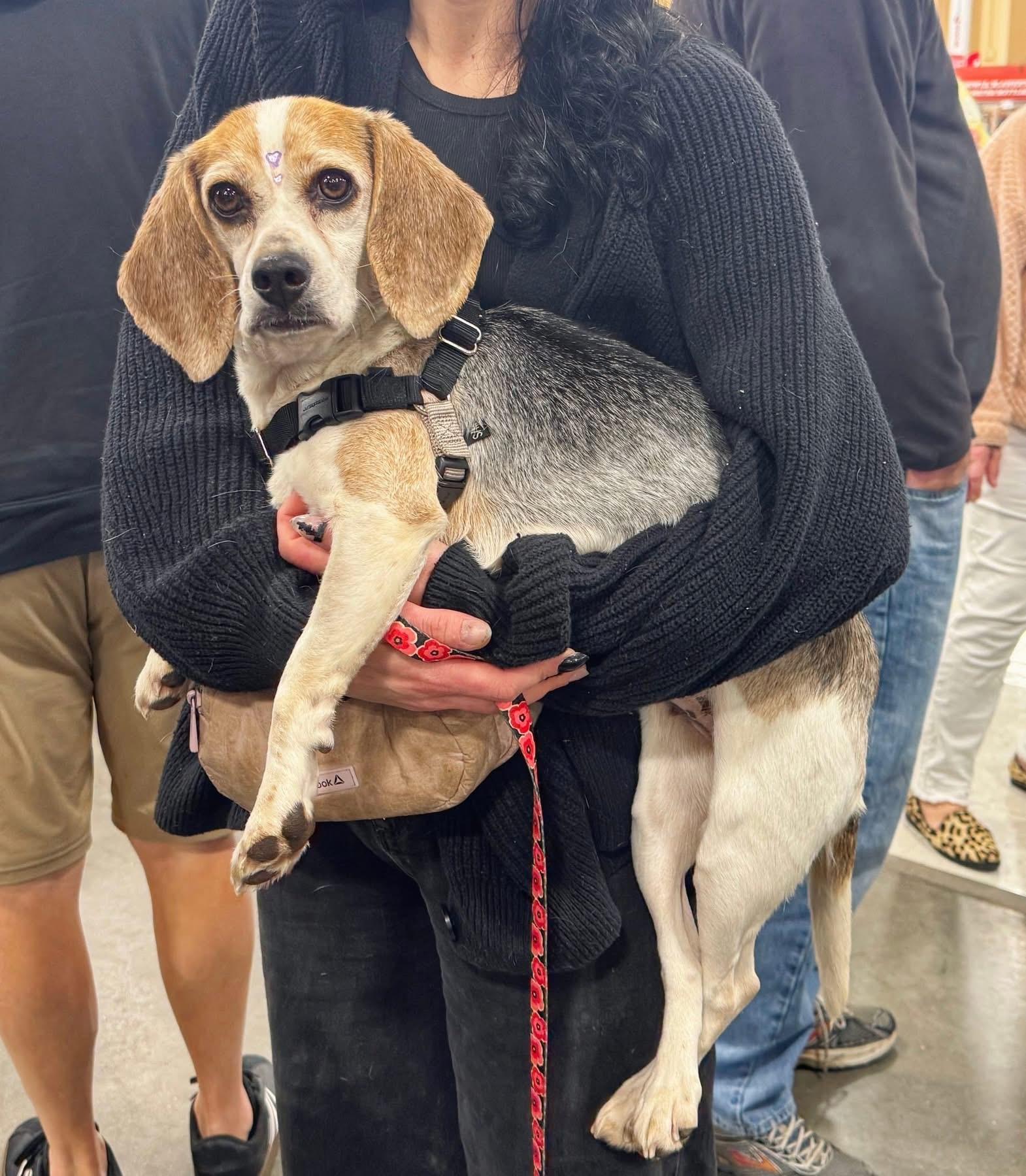 Enlarge Gypsy Moon, an adopted Beagle in Richmond, VA image 3/6