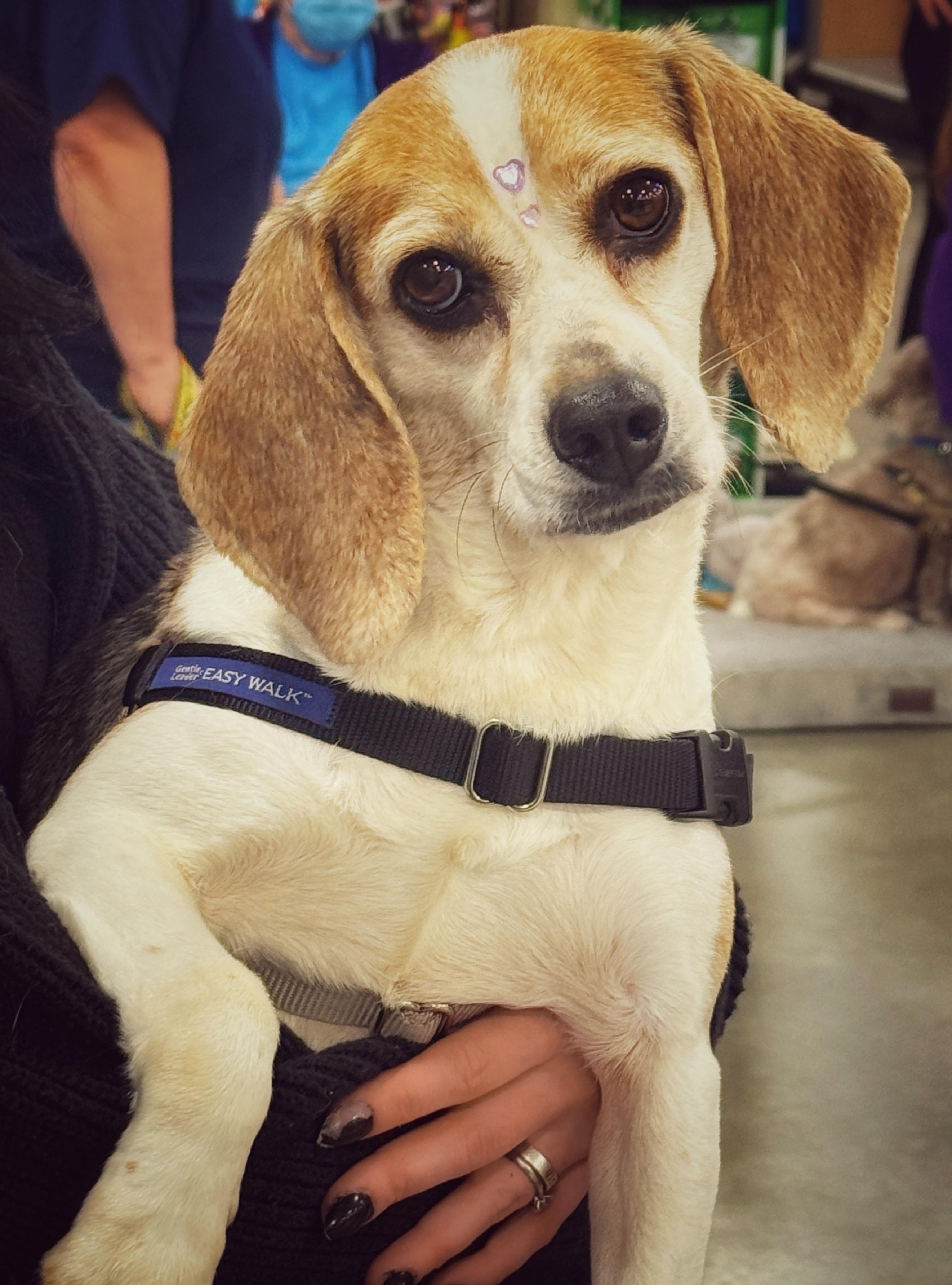 Gypsy Moon, ADOPTABLE, Adult Female Beagle.