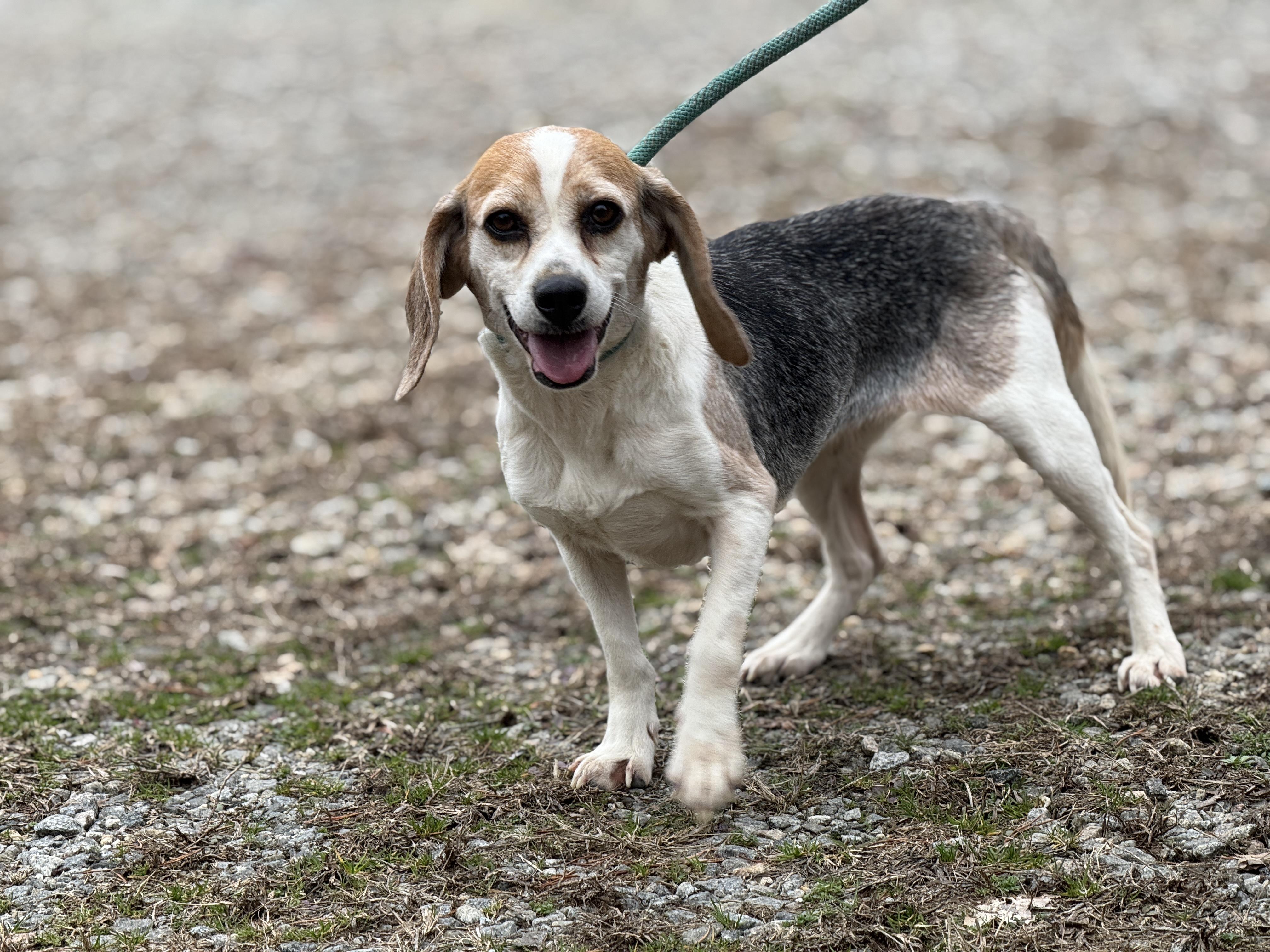 Enlarge Gypsy Moon, a ADOPTABLE Beagle in Richmond, VA image 2/6