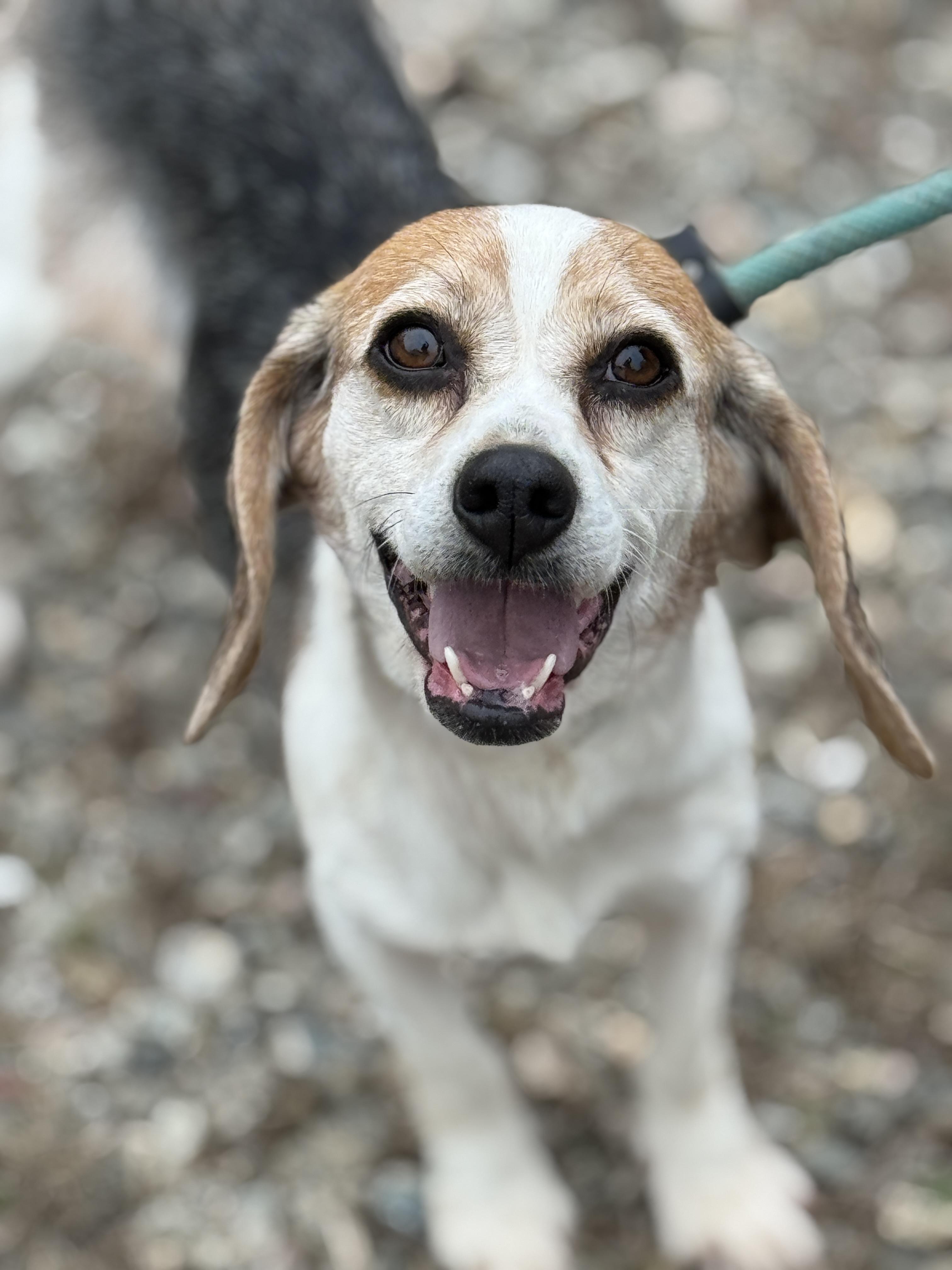 Enlarge Gypsy Moon, a ADOPTABLE Beagle in Richmond, VA image 1/6
